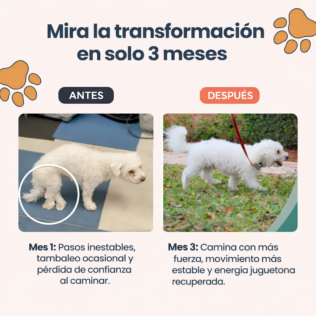 Conoce el suplemento #1 recomendado por veterinarios para DM